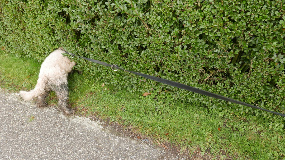 Wassinarie. Finland.