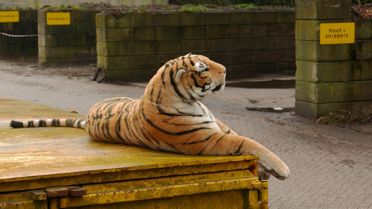 Tijger Website