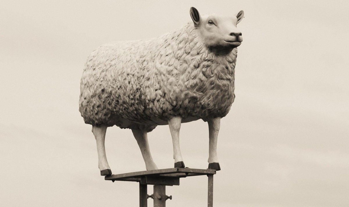 Website Schaap.