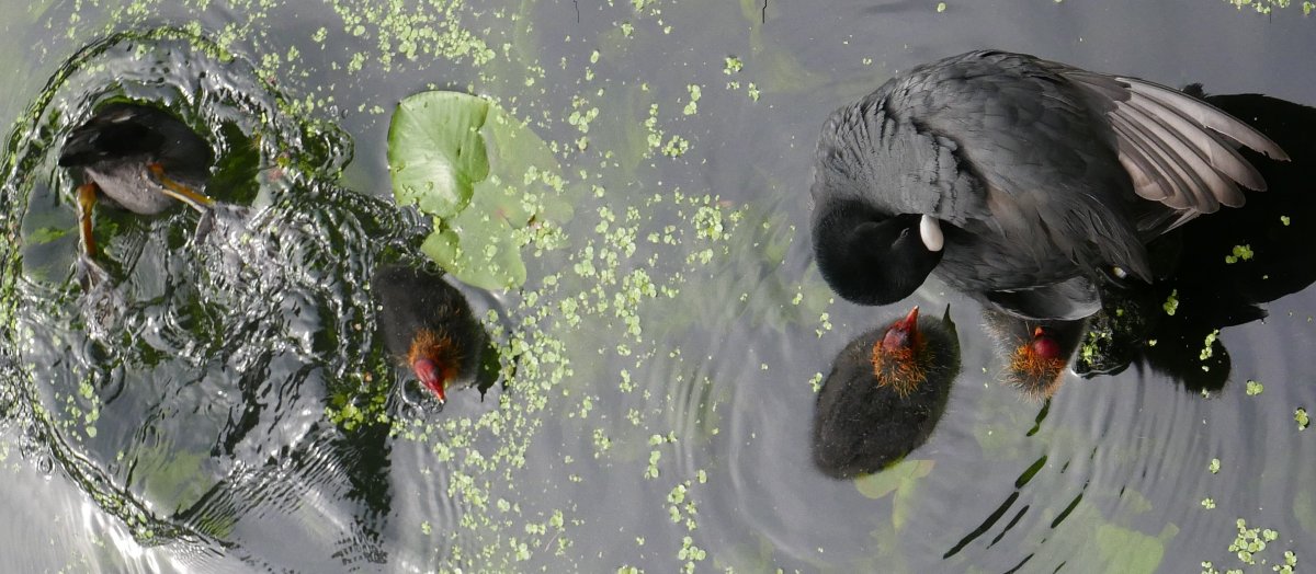 Website 23 Waterhoentjes