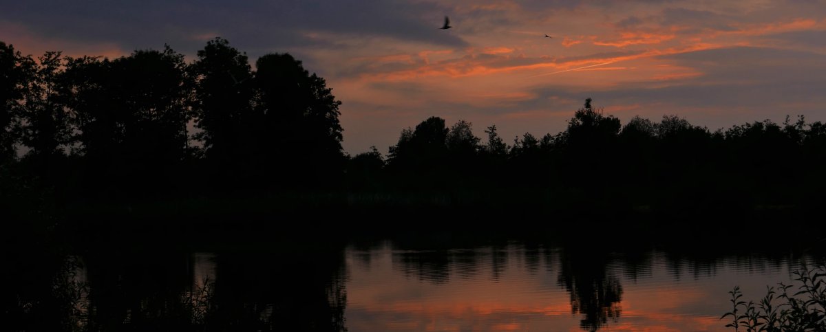 Website 24 Zeezwaluw