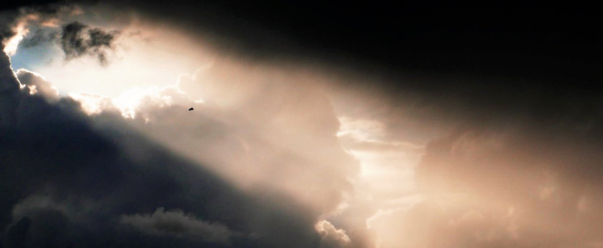 Website - Buizerd