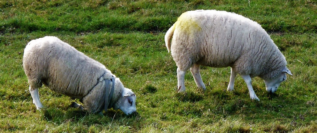 website-schaap-ram